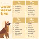 Vaccines Required By Age