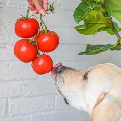 Can Dogs Eat Tomatoes? Image