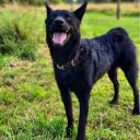 Croatian Sheepdog Picture