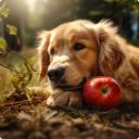 can dogs eat apples-2