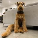 Airedale Terrier dog photo
