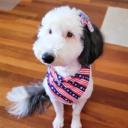 Sheepadoodle Photo