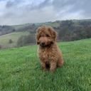 Cockapoo Dog Breed