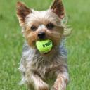 Yorkshire Terrier Breed