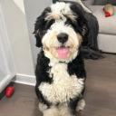 Bernedoodle Dog Breed