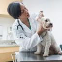 Hypothyroidism in Dogs