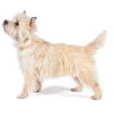 Cairn Terrier Dog Breed