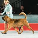 Bloodhound in Dog Show