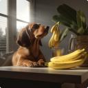 can dogs eat bananas-3