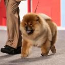 Chow Chow in Dog Show