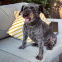 Schnoodle Photo