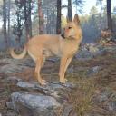 Carolina Dog Photo