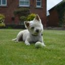 Cairn Terrier dog