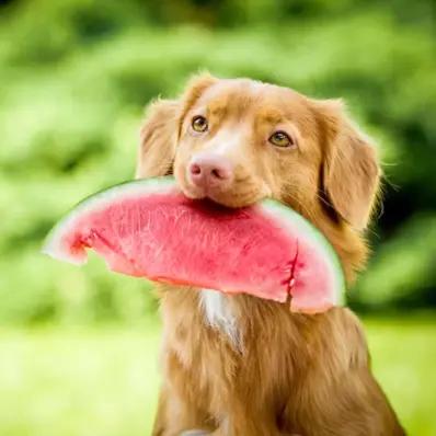 Can Dogs Eat Watermelon? Image