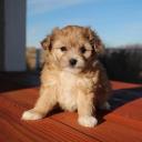 Aussiedoodle Puppy