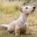 Cesky Terrier Dog Breed