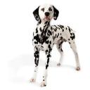 Dalmatian