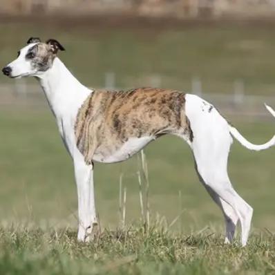 Whippet Image