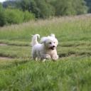 Coton de Tulear Dog