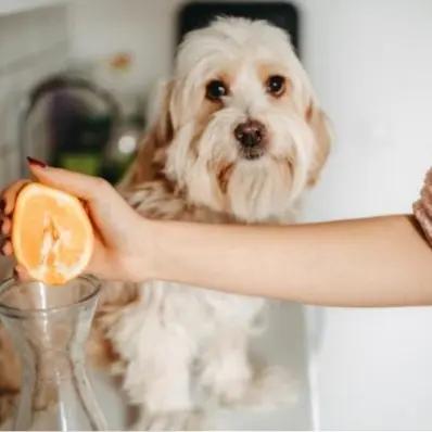 Can Dogs Eat Oranges? Image