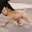 Soft-Coated Wheaten Terrier in Dog Show