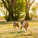 Two Boxers