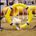 Bichon Frise in Dog Show