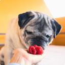 can dogs eat strawberries (2)