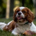 Cavalier King Charles Spaniel Dog