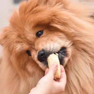 Can Dogs Eat Bananas Safely? Image