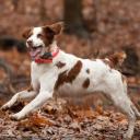 Brittany Dog