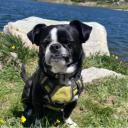 Boston Terrier Pekingese Mix Dog Breed