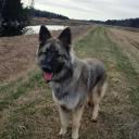 Shiloh Shepherd Photo