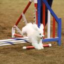 Bolognese Dog in the Dog Show