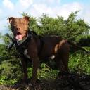 The American Pit Bull Terrier Photo