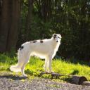 Borzoi Dog