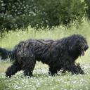 Bergamasco Sheepdog Photo