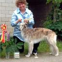 Silken Windhound  in Dog Show