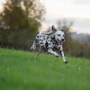 Dalmatian Dog Breed