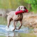 Weimaraner Dog