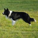 Border Collie Dog Breed