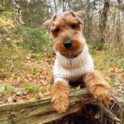 Airedale Terrier Image
