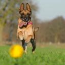 Belgian Malinois Dog Breed