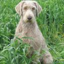 Slovakian Wirehaired Pointer Dog Breed