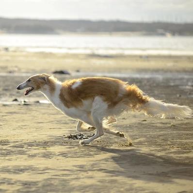 Borzoi Image