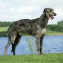 Scottish Deerhound dog