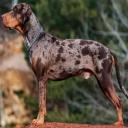 Catahoula Leopard Dog Breed