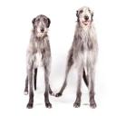 Two Scottish Deerhounds