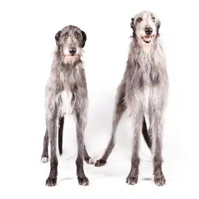 Scottish Deerhound Image