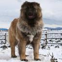 Caucasian Shepherd Dog Standing